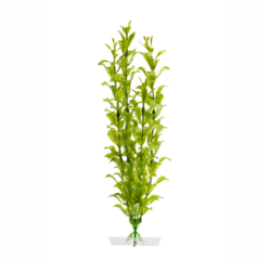 JK Akvarijná rastlina Hygrophila 25-28 cm
