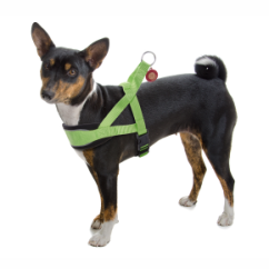 JK ANIMALS Postroj Comfort zelený 38–48 cm
