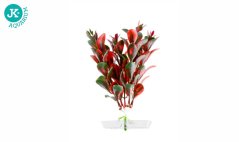 JK Akvarijná rastlina Red Ludwigia 13-16 cm
