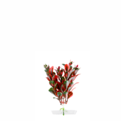 JK Akvarijná rastlina Red Ludwigia 13-16 cm