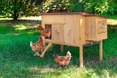 Ferplast HEN HOUSE 30 Kurín pre sliepky 162 x 100 x 110 cm