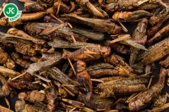 JK ANIMALS, sušené saranče, 80 g