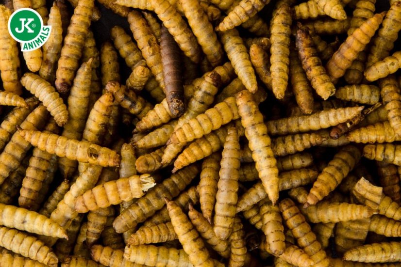 JK ANIMALS, sušená larva bránenky, 80 g