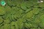 Dajana Spirulina Wafers 250 ml