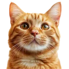 MAČKY