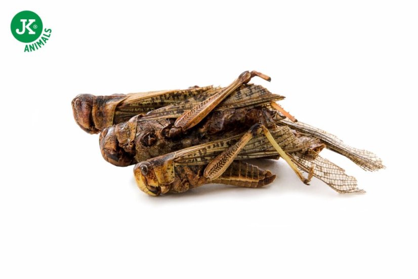 JK ANIMALS, mrazom sušené saranče, 80 g