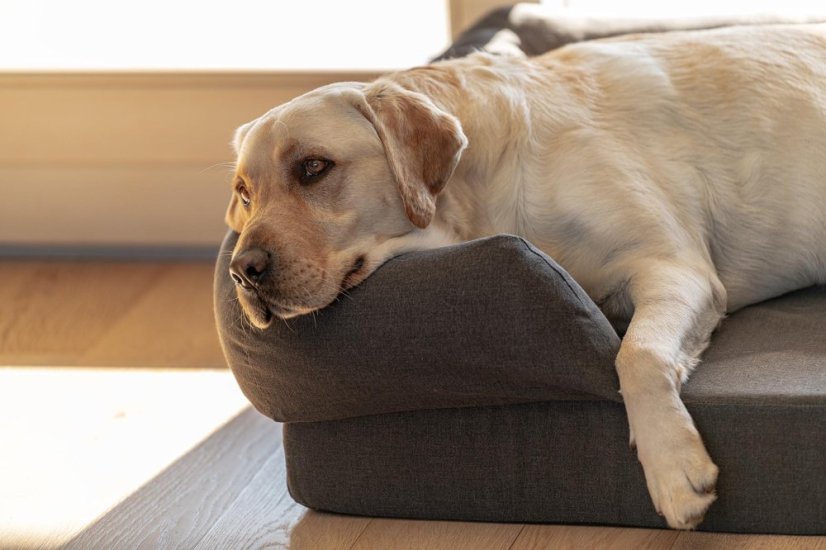 Ferplast MEMOR ONE XL ortopedický pelech 112 x 88 x 26,5 cm