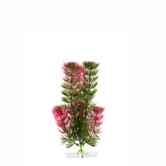 JK Akvarijná rastlina Red Anacharis 13-16 cm