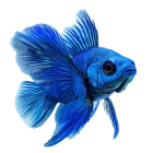 AKVARISTIKA