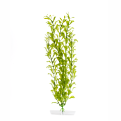 JK Akvarijná rastlina Hygrophila 38-43 cm