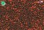 Dajana Koi stick granule 5000 ml