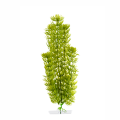 JK Akvarijná rastlina Anacharis 25-28 cm