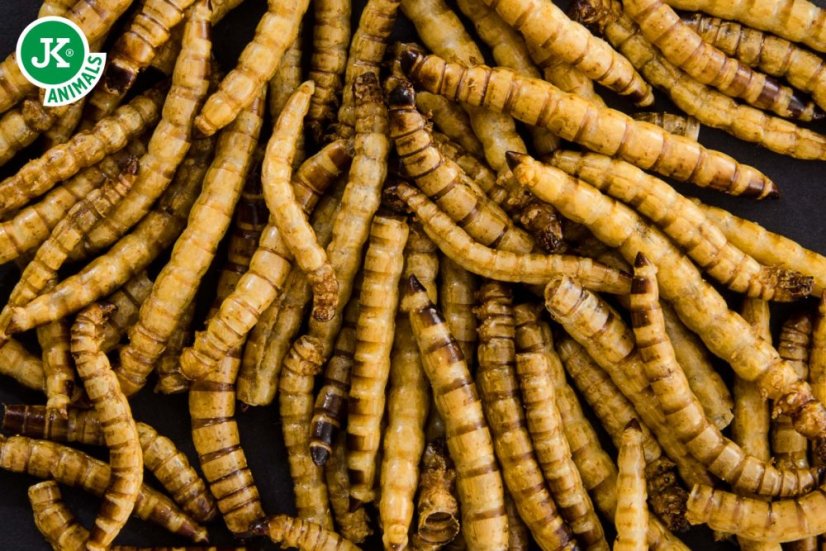 JK ANIMALS, sušený potemník brazilský, 80 g