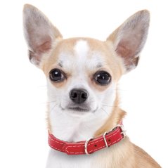 Kožený obojok JK Classic pre psov, 1,2×35 cm, červený