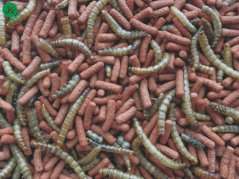 Tropifit - Krmivo pre ježky Atelerix 1 kg