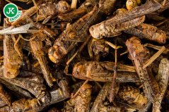 JK ANIMALS, mrazom sušené saranče, 80 g