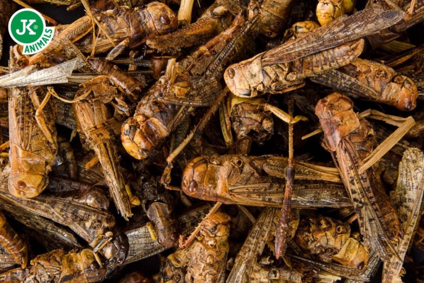 JK ANIMALS, mrazom sušené saranče, 80 g