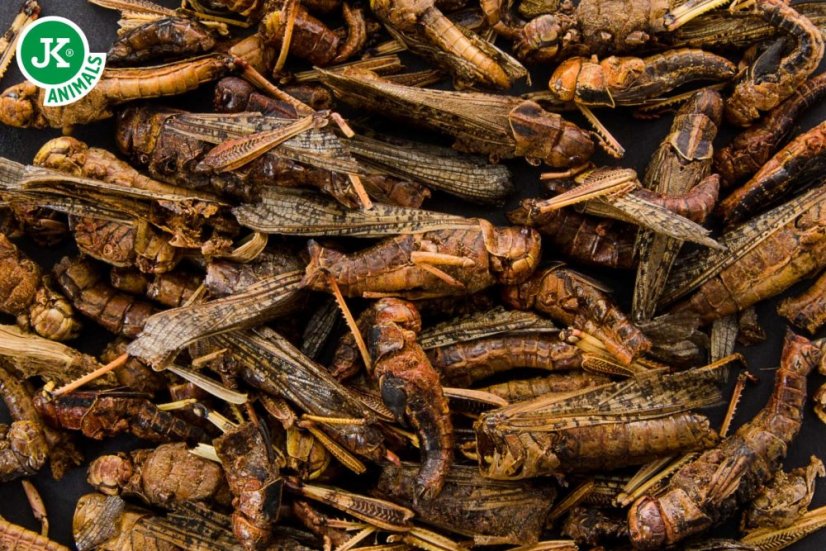 JK ANIMALS, sušené saranče, 80 g