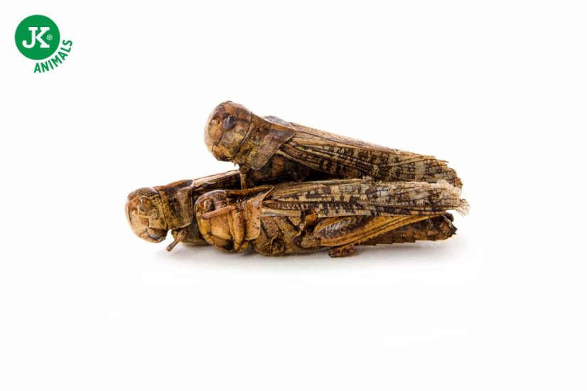 JK ANIMALS, sušené saranče, 80 g