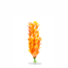 JK Akvarijná rastlina Orange Ludwigia 18-21 cm
