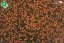 Dajana Cichlid pellets, krmivo (granule) pre ryby 250 ml, 2 mm