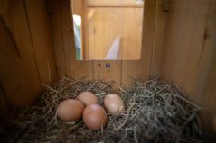 Ferplast HEN HOUSE 10 Kurín pre sliepky 124 x 98 x 110 cm