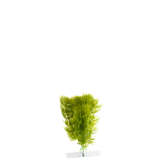 JK Akvarijná rastlina Anacharis 13-16 cm