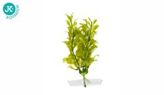 JK Akvarijná rastlina Hygrophila 13-16 cm