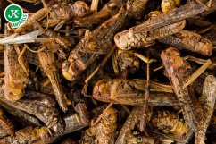 JK ANIMALS, mrazom sušené saranče, 80 g