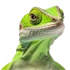 TERARISTIKA